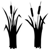 reed N2
