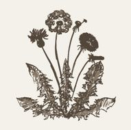 Dandelion N37