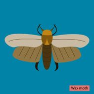 Wax moth