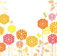 Orange chrysanthemum