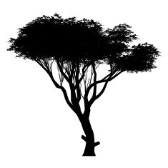 acacia N2