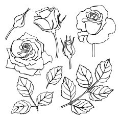 Vector set of hand-draw line rose collection N2
