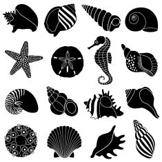 Sea Shells N4