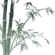 Watercolor Bamboo branches isolated on the white background Vector illustration N2