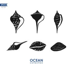 Set of Seashells N2