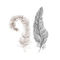Two vector feathers line drawing