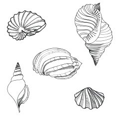 Sea Shell Hand Drawn Vector Set