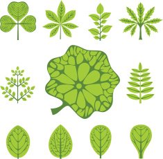 Set of leaves Vector illustration N3