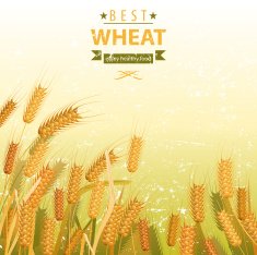 Wheat Field N5