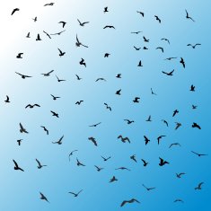 Birds gulls black silhouette on blue background Vector N2