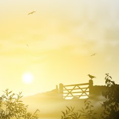 Misty Morning Landscape N2