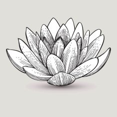 Water lily flower hand-drawing Vector illustration