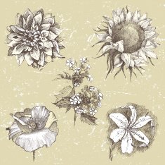 Hand drawn flowers N19