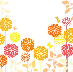Orange chrysanthemum