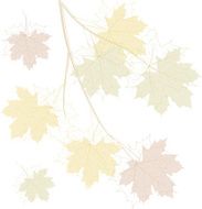 Maple branch N4