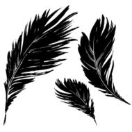 Feathers of bird - vector set