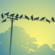 Birds on a Lines