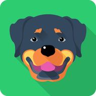 dog Rottweiler icon flat design N2
