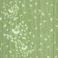Seamless pattern of dandelion Hand-drawn floral background vector illustration