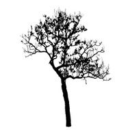 branch tree silhouette N6