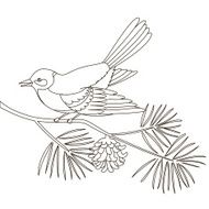 Titmouse on a pine branch