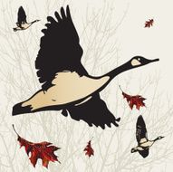 Canada Geese in Flight N3