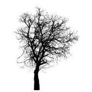 Vector drawing of the winter tree N2