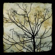 tree branches silhouette