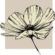 Cosmos flower