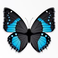 The blue butterfly N2