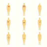 Human figures with internal organs
