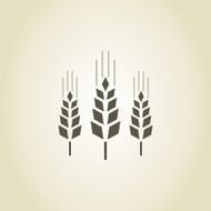 Wheat N16
