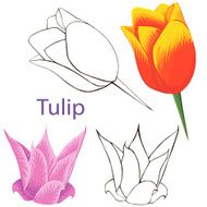 tulip flowers