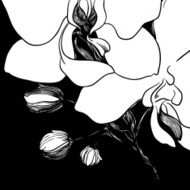 black and white vector background - orchids