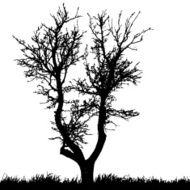Vector silhouette of tree N39