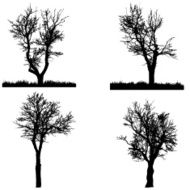 Vector silhouette of tree N40