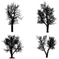 Vector silhouette of tree N41