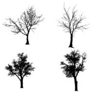Vector silhouette of tree N42