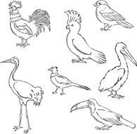 vector silhouettes of different birds