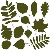 Leaves N116