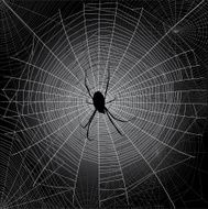 Spider&#039;s webs