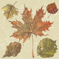 autumn leaves N94