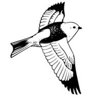 Bird in flight