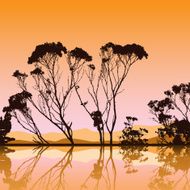 trees N59