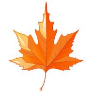 Autumn Leaf N10