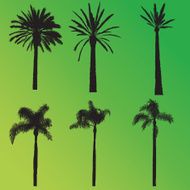 Palm Tree Collection N2
