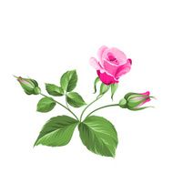 pink rose N30