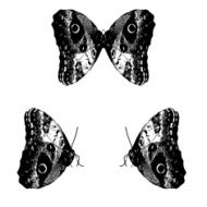 black and white vector retro butterfly eps10