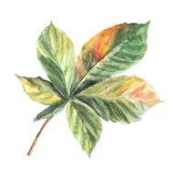 watercolor chestnut leaf