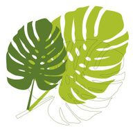 philodendron leaves